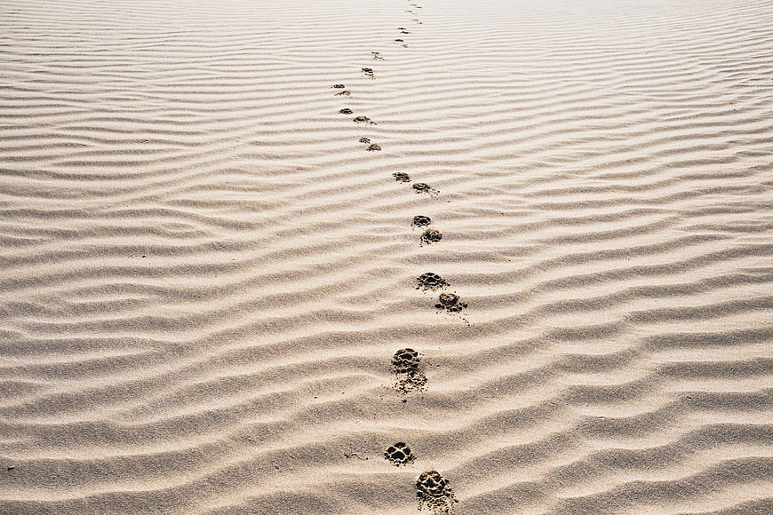 Animal footprints in rippled sand dunes