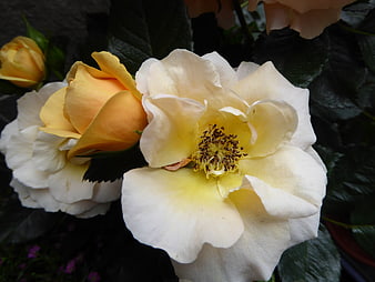Close-up of creamy yellow rose with dark green leaves