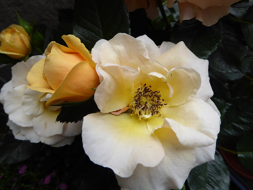 Close-up of creamy yellow rose with dark green leaves
