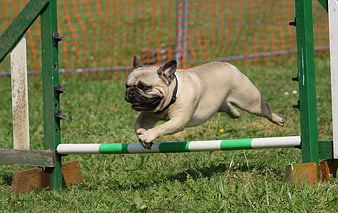 Fawn Pug Dog Jumping Over Green Obstacle During Outdoor Agility Training Session