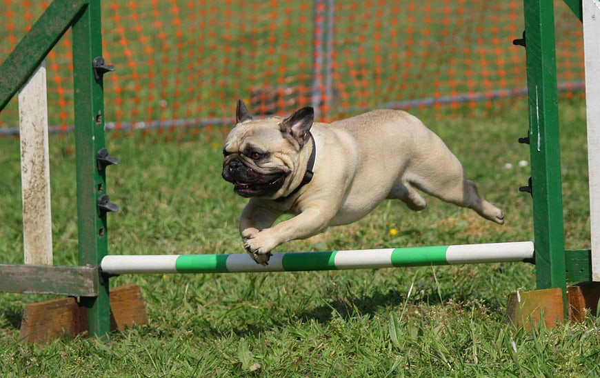 Fawn Pug Dog Jumping Over Green Obstacle During Outdoor Agility Training Session