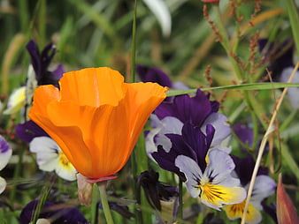 Vibrant Orange California Poppy and Purple Pansies in Garden