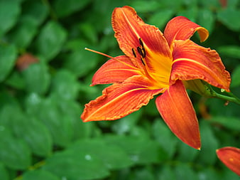 Vibrant Orange Daylily Close-Up on Green Background