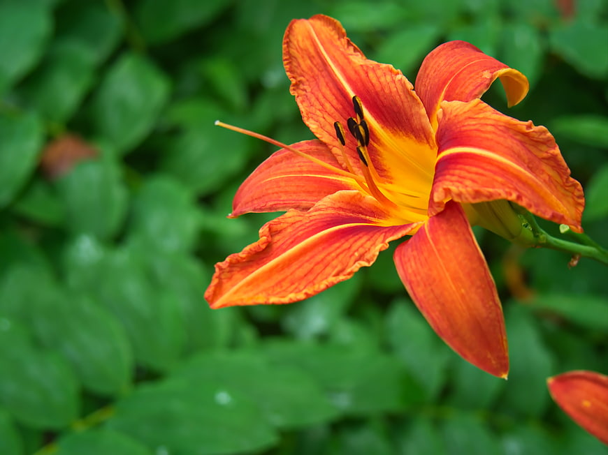 Vibrant Orange Daylily Close-Up on Green Background