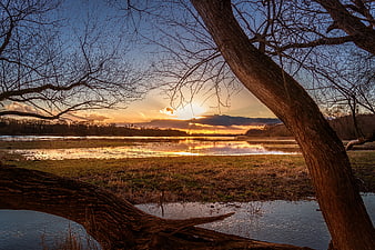 Sunset Reflection in Marshland Framed by Bare Tree Branches