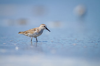 Sanderling bird standing in shallow water on a beach