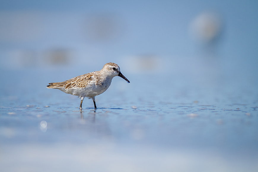 Sanderling bird standing in shallow water on a beach