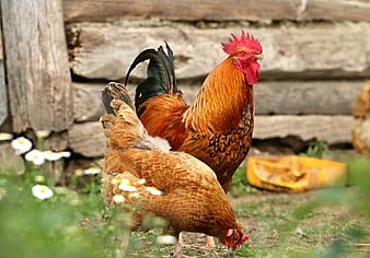 Rooster and Hen Foraging in Rustic Farmyard