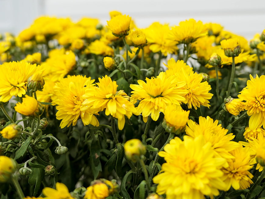 Vibrant Yellow Chrysanthemums in Full Bloom