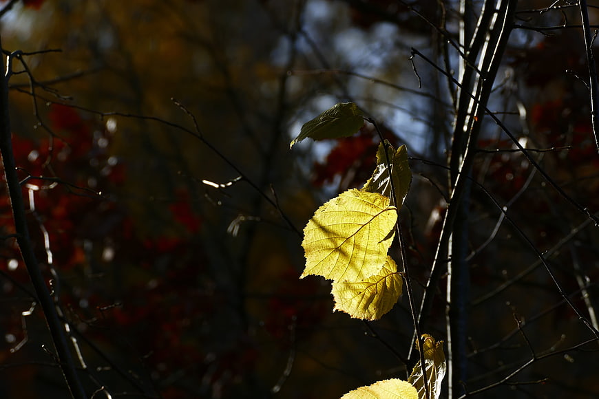 Sunlit yellow autumn leaves on dark branches
