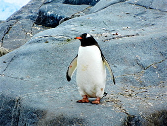 Gentoo Penguin Standing on Rocky Shore