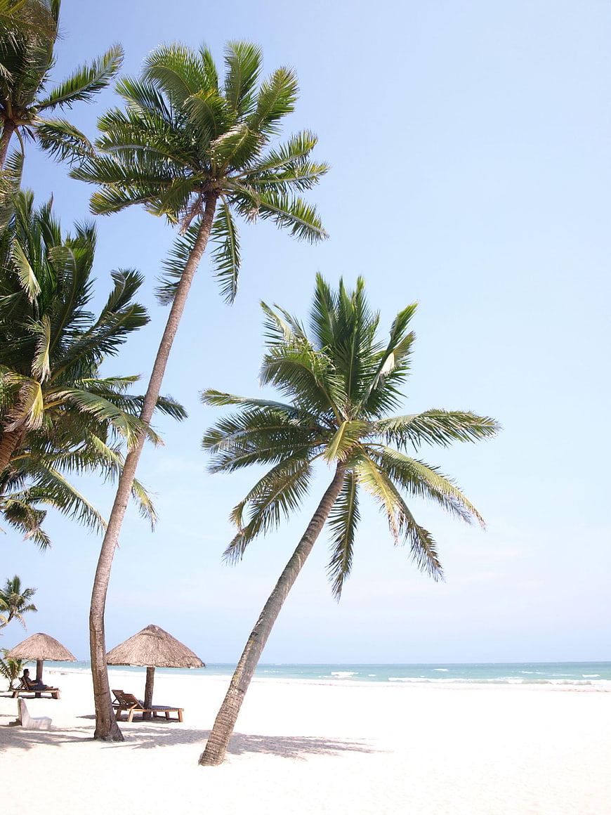 Tropical beach landscape with leaning coconut palms, white sand, and calm sea horizon