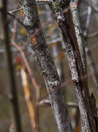 Close-up of textured tree bark with lichen in winter forest