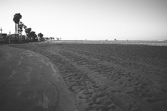 Black and white beach scene with palm trees and sand