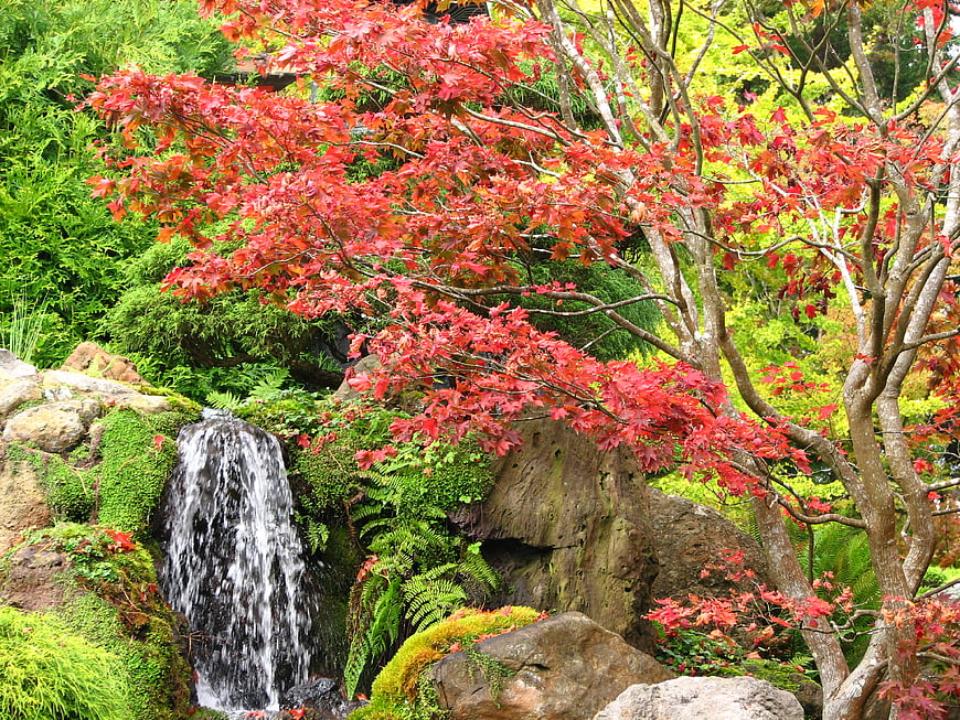Red Japanese Maple Tree and Waterfall in Autumn Garden