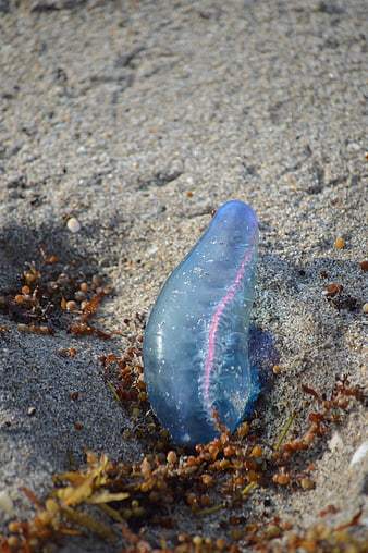 Blue Portuguese Man o' War Jellyfish on Sandy Beach