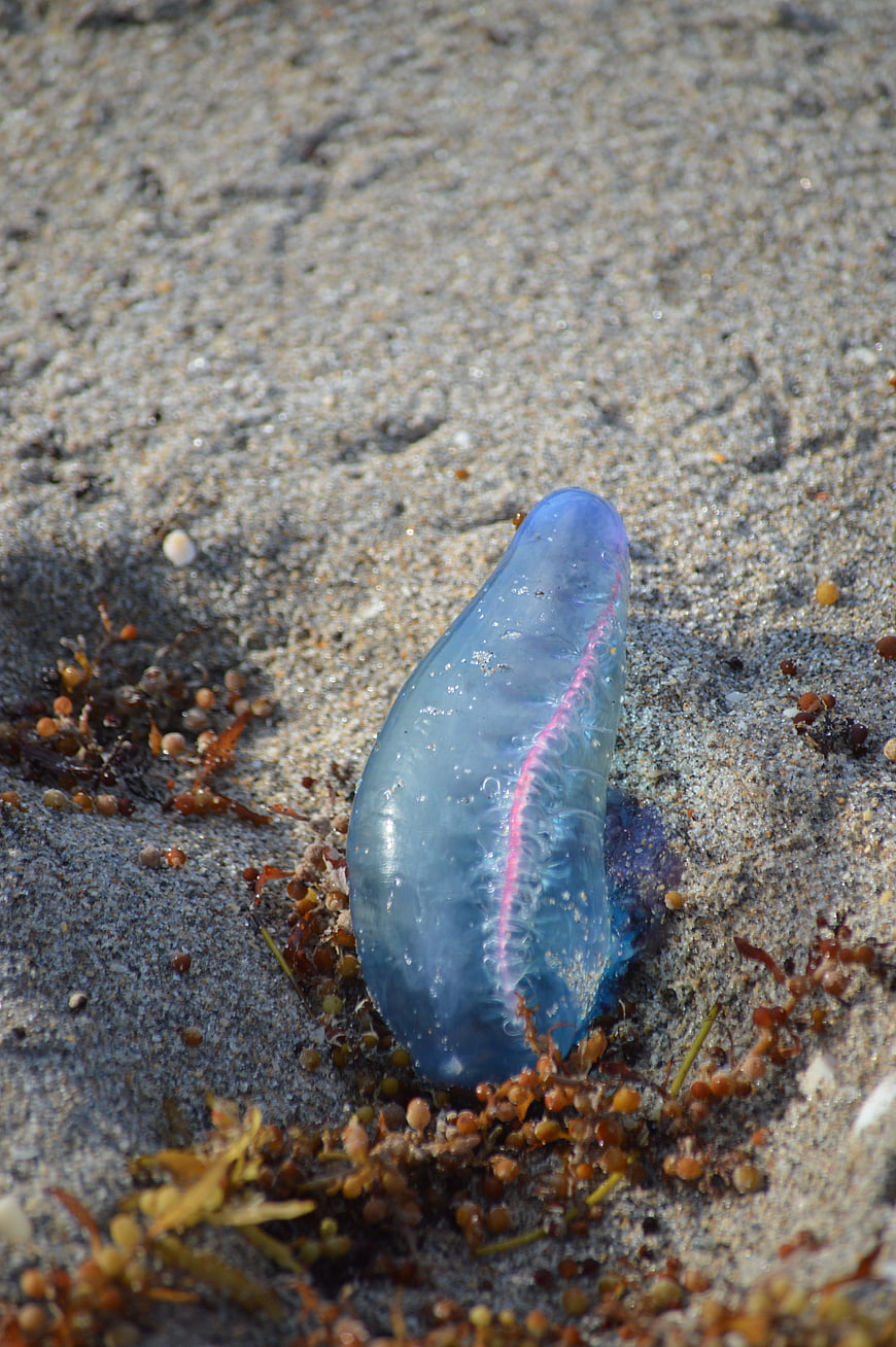 Blue Portuguese Man o' War Jellyfish on Sandy Beach