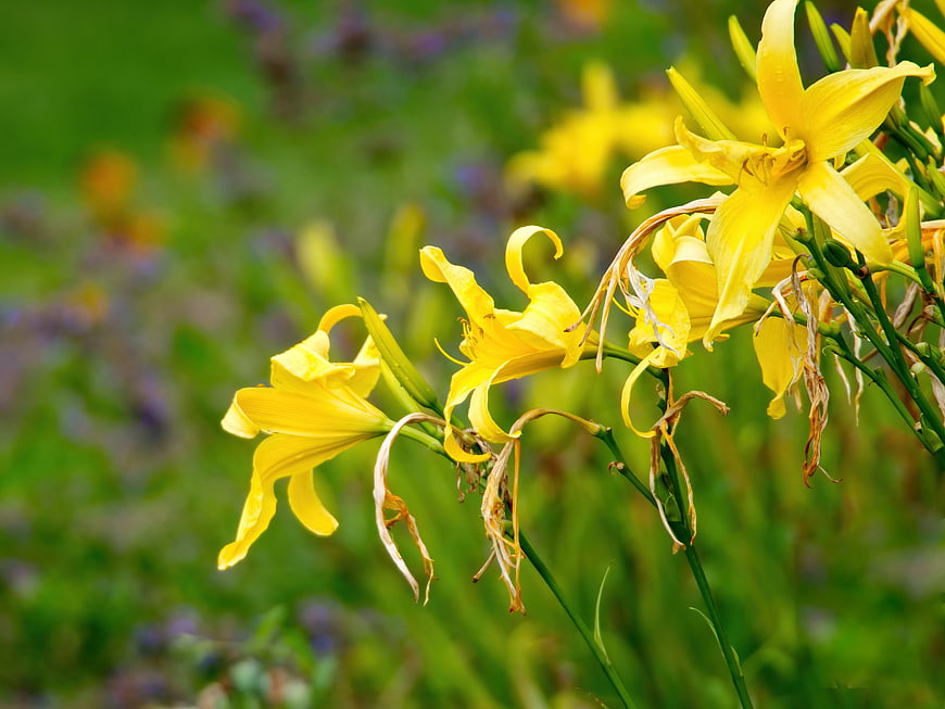 Yellow Daylilies Blooming in a Green Garden