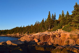 Sunlit Rocky Coastline with Pine Forest and Blue Sky