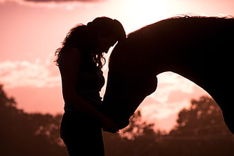 Silhouette of woman and horse at sunset