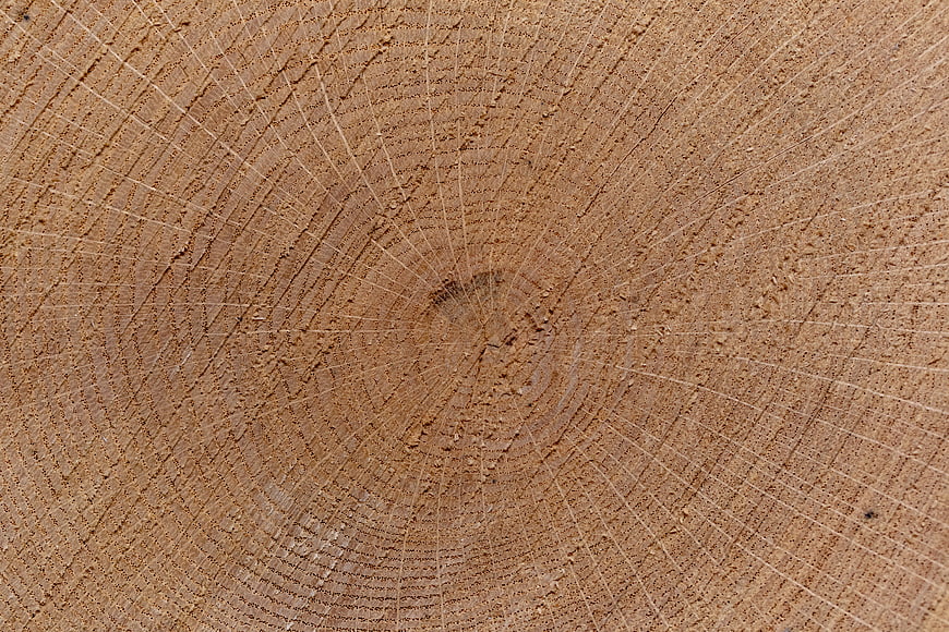 Close-up of tree trunk cross-section with growth rings