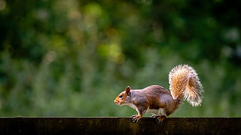 Red squirrel perched on wooden fence with green bokeh background