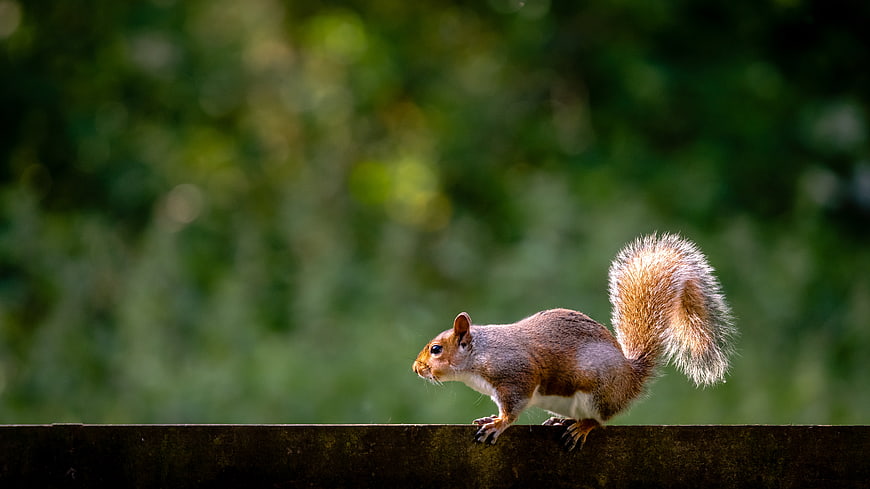 Red squirrel perched on wooden fence with green bokeh background