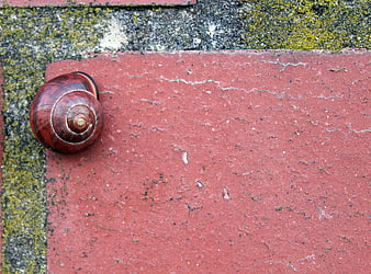 Close-up of a brown snail shell on a red brick wall