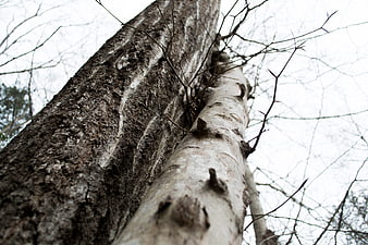 Low angle view of textured tree trunks against overcast sky