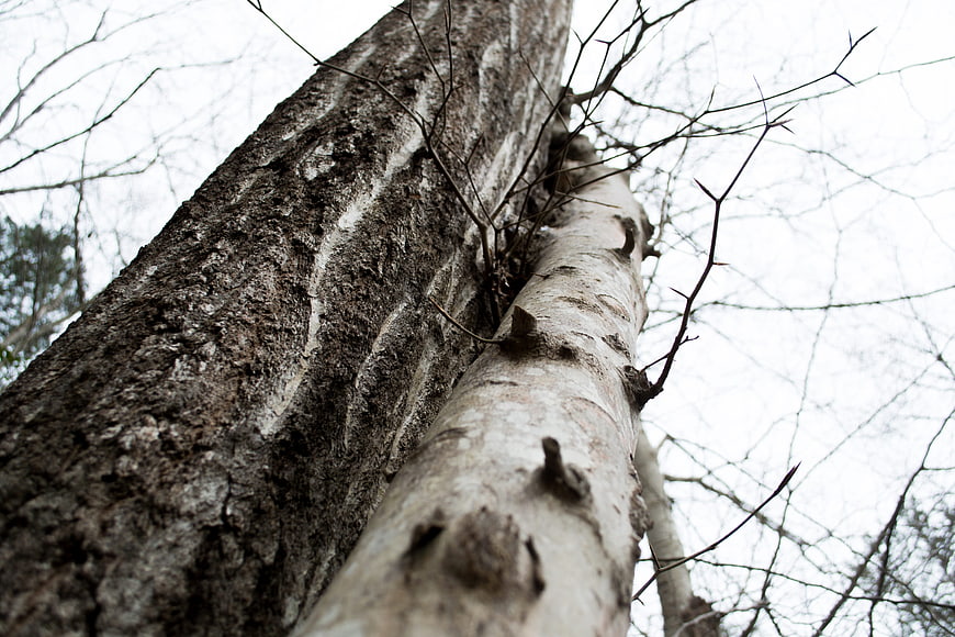 Low angle view of textured tree trunks against overcast sky