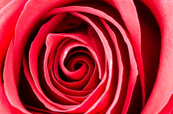 Macro Close-Up of Red Rose Petal Spiral Texture