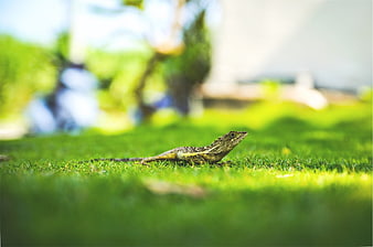 Green Lizard Resting on Vibrant Grass Lawn