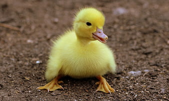 Cute Yellow Duckling Standing on Dirt Ground