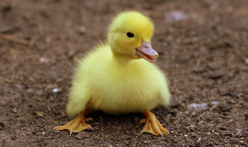 Cute Yellow Duckling Standing on Dirt Ground