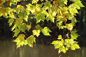 Sunlit yellow maple leaves hanging over a blurred river background