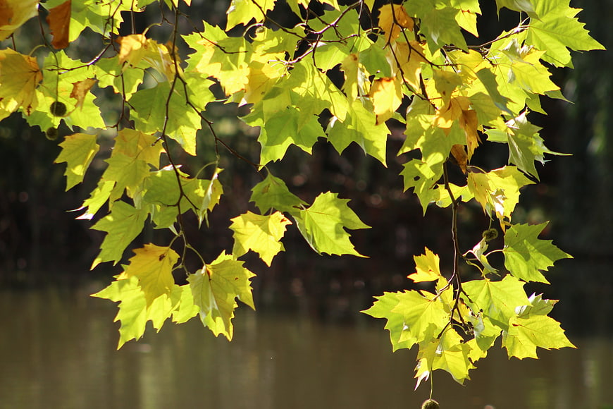 Sunlit yellow maple leaves hanging over a blurred river background