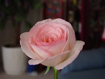 Close-up of a delicate pink rose with soft petals