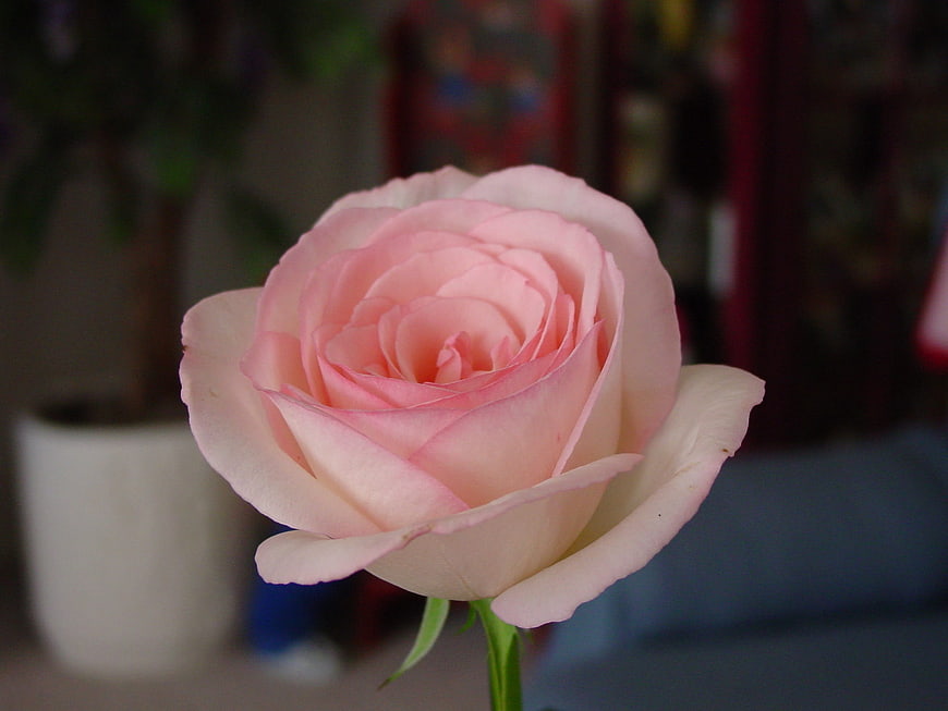 Close-up of a delicate pink rose with soft petals