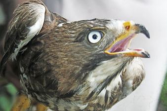 Close-up of a hawk with open beak and intense white eye