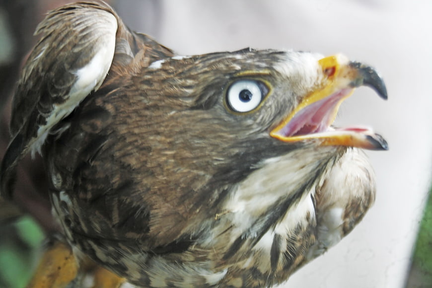 Close-up of a hawk with open beak and intense white eye