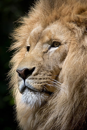 Close-up portrait of a majestic male lion with a thick golden mane