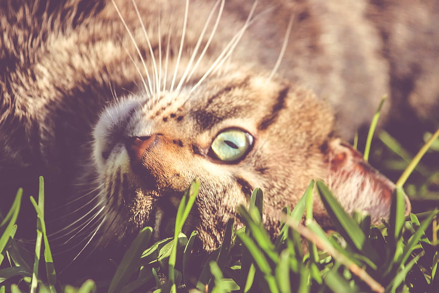Close-up of a tabby cat lying in green grass