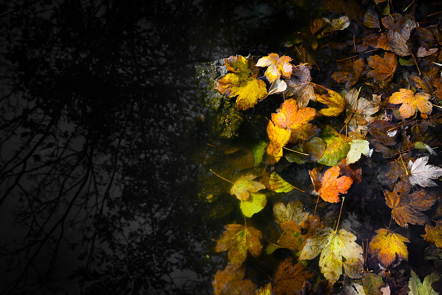 Autumn maple leaves floating on dark water surface