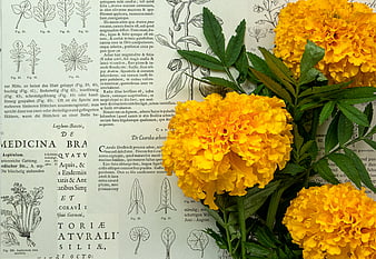 Yellow Marigolds on Vintage Botanical Illustration Background