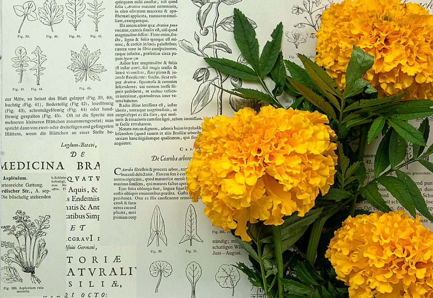 Yellow Marigolds on Vintage Botanical Illustration Background