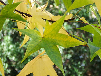 Close-up of yellow and green maple leaves in autumn