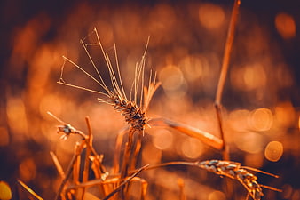 Backlit Wheat Ear With Golden Bokeh Background
