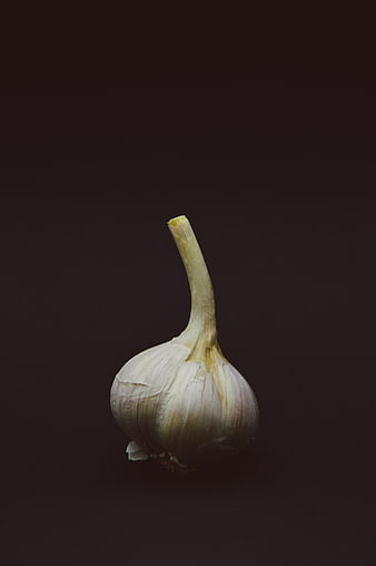 Single garlic bulb on dark background