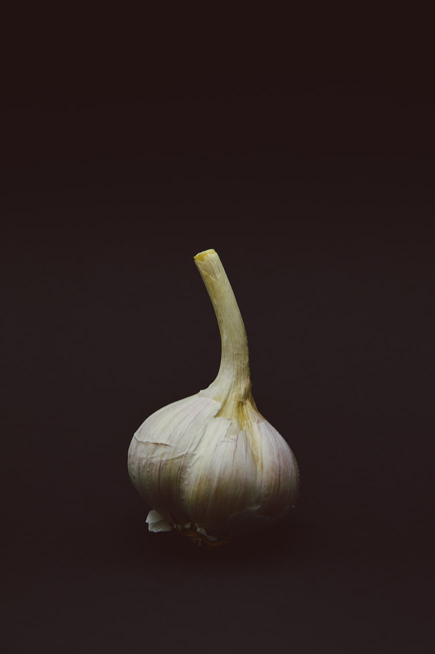 Single garlic bulb on dark background