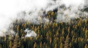 Aerial View of Misty Autumn Forest with Yellow and Green Trees